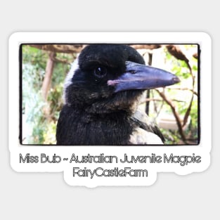 Bub young Australian Rescue Magpie Sticker